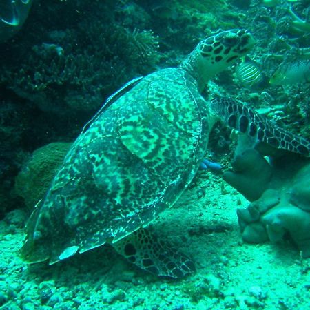 Camiguin Volcan Beach Eco Retreat & Dive Resort Mambajao Luaran gambar
