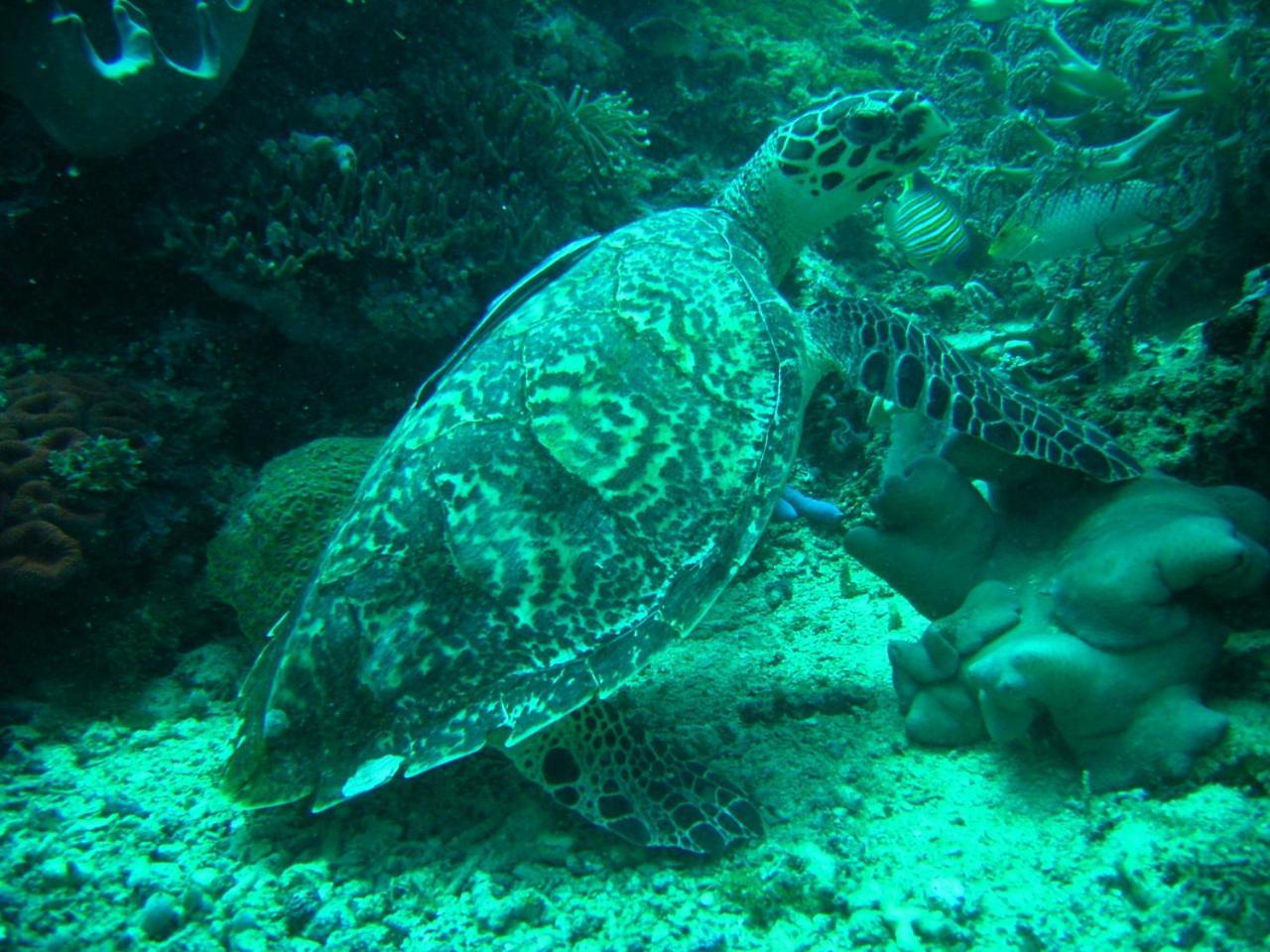 Camiguin Volcan Beach Eco Retreat & Dive Resort Mambajao Luaran gambar